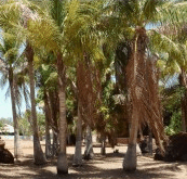 King Sound Resort Hotel - Foster Accommodation