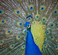 Willunga Peacock Farm Bed and Breakfast - Foster Accommodation