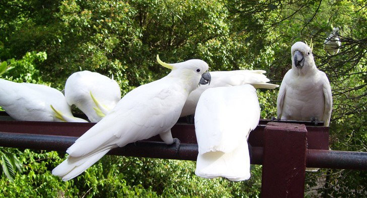 Summertown SA Foster Accommodation