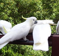 Lorikeet Lane BB - Foster Accommodation