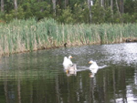 Foster Accommodation