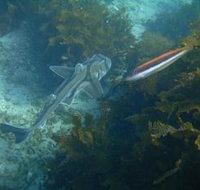 Honeymoon Bay - Foster Accommodation