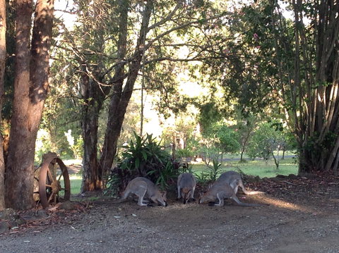 Maleny Country Cottages - Foster Accommodation 5