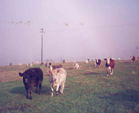 Seelands NSW Foster Accommodation