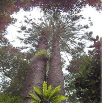 Aubigny ACT Foster Accommodation