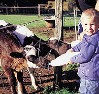 Pemberton Farm Chalets - Foster Accommodation