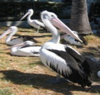 Christmas Cove Caravan Park - Foster Accommodation