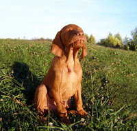 Wingham Pet Motel - Foster Accommodation