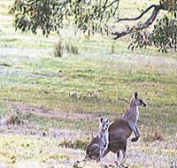 Kangaroo Ridge Retreat - Foster Accommodation