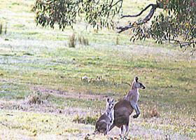 Kangaroo Ridge Retreat - Foster Accommodation 0