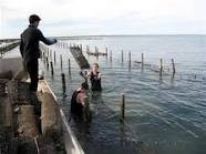 Cowell Foreshore Caravan Park & Holiday Units - Foster Accommodation 2