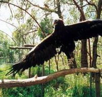 Curlew Hill Sanctuary - Foster Accommodation