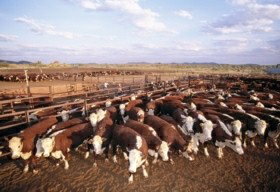 Bond Springs Outback Retreat - Foster Accommodation 0