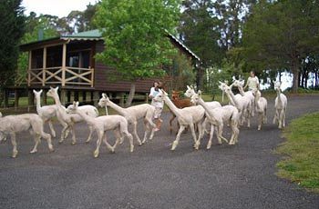 Madison's Mountain Retreat - Foster Accommodation 6