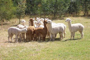 Madison's Mountain Retreat - Foster Accommodation 7