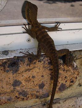 Madison's Mountain Retreat - Foster Accommodation 9