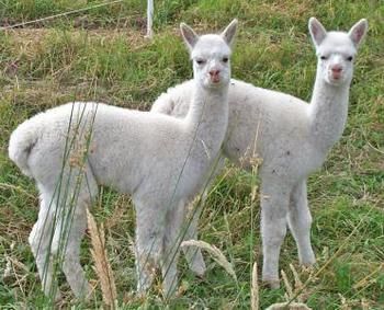 Valley Farm Vineyard Cottages - Foster Accommodation 2