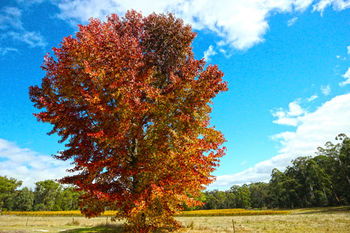 Valley Farm Vineyard Cottages - Foster Accommodation 6