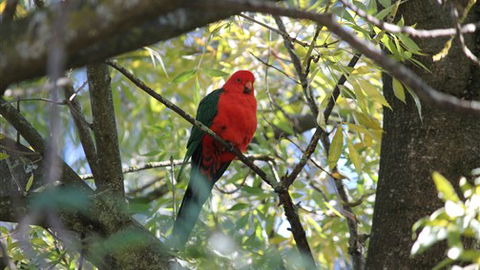 Gentle Annie Caravan And Camping Reserve - Foster Accommodation 2