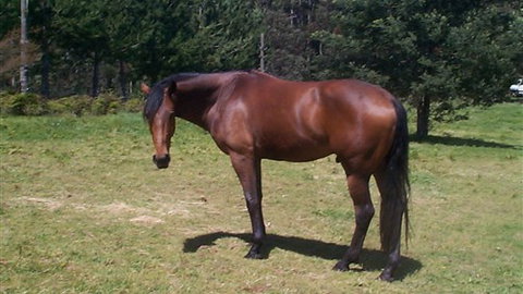 Carinya Park - Foster Accommodation 2