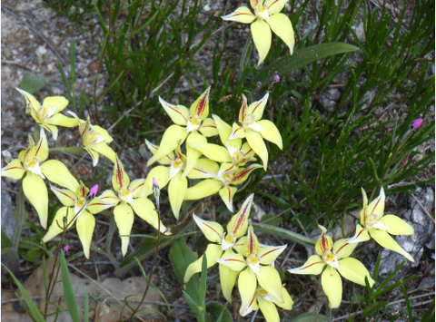 Chuckem Farmstay And Bed & Breakfast - Foster Accommodation 2