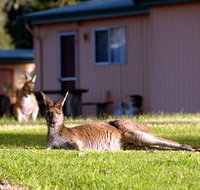 Kalgan River Chalets  Caravan Park - Foster Accommodation