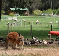 Diamond Forest Cottages and Farm Stay - Foster Accommodation