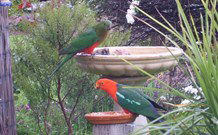 Valley View Motel Murrurundi - Murrurundi - Foster Accommodation 4