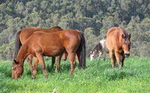 Mansfield Cottage Barrington Tops Accommodation - Foster Accommodation 1