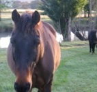 Reynella Kosciusko Rides Accommodation - Foster Accommodation