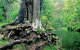 Lyrebird Studio - thumb 1