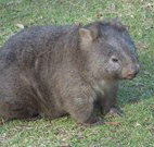 Seakissed Beachhouse - Foster Accommodation