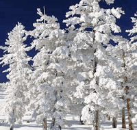 Mt Buller Apartment Management Services - Foster Accommodation