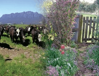 Carinya Farm Holiday Retreat - Foster Accommodation 3