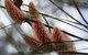 Kurringai Cottage - thumb 8