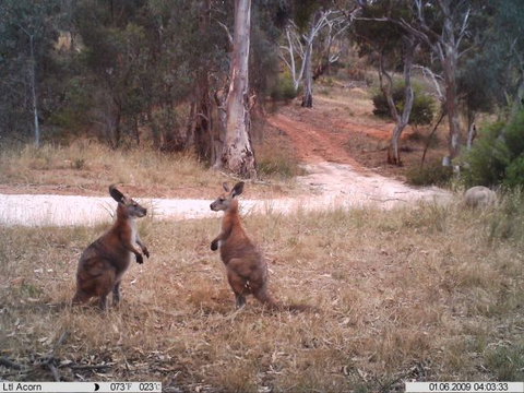 Beetaloo Grove - Foster Accommodation 3