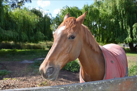 Hawthorn Lodge - Foster Accommodation 2