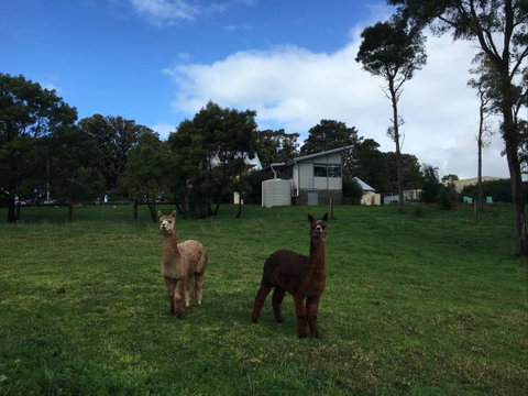 The Old Drik Drik Schoolhouse Retreat - Foster Accommodation 5