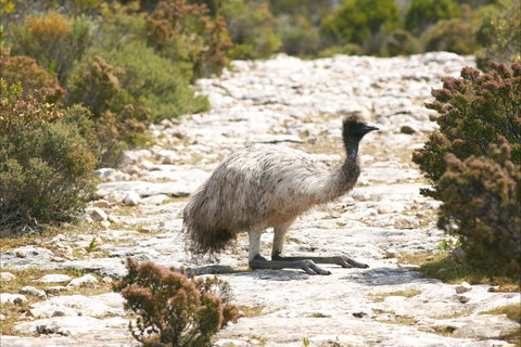 Mallee Lodge - Innes National Park - Foster Accommodation 7