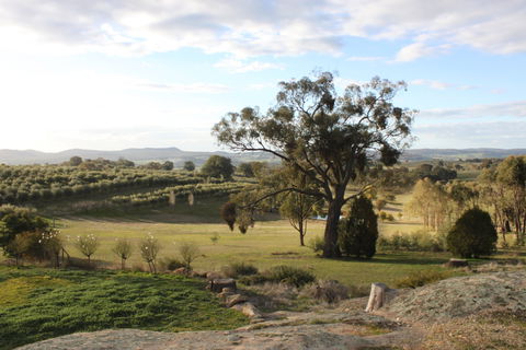 L'Oliveraie - Foster Accommodation 3