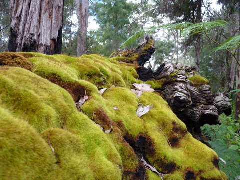Fernhook Falls Camp At Mount Frankland South National Park - Foster Accommodation 0
