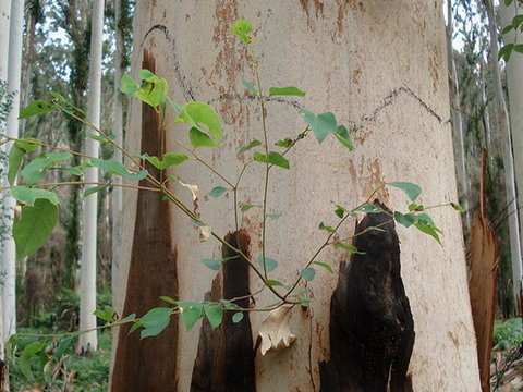 Acacia Flat Campground - Foster Accommodation 1