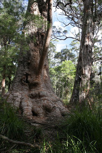 Valley Of The Giants Cottage - Foster Accommodation 0