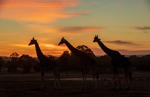 Zoofari Lodge, Taronga Western Plains Zoo Dubbo - Foster Accommodation 1