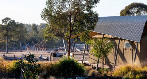 Zoofari Lodge, Taronga Western Plains Zoo Dubbo - Foster Accommodation 2
