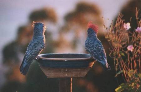Lyrebird Cottages - Foster Accommodation 2
