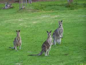 Sunway Farm B And B And Tours - Foster Accommodation 1