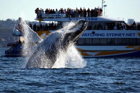 Whale Watching Sydney - Foster Accommodation 1