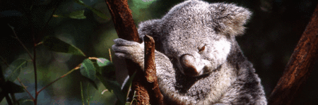 Koala and River Cruise by Mirimar Cruises - Foster Accommodation