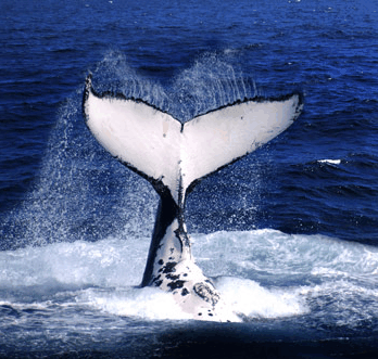 Brisbane Whale Watching - Foster Accommodation 0